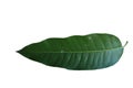 Mangoleaves isolated nature pattern tree background Royalty Free Stock Photo