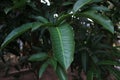 Mangoleaves nature pattern tree background Royalty Free Stock Photo