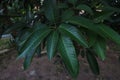 Mangoleaves nature pattern tree background Royalty Free Stock Photo