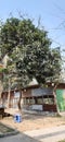 mangoo tree in our village