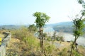 Mangoo Tree Plant Besides Road Himachal Pradesh India