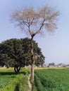 Mangoo tree and wheat fields and behind mangoo mustard yellow flowers