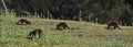 A family of mangoose family herpestidae in the Waterberg National Park. Royalty Free Stock Photo