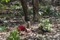 Mangoose feeding on kill  at Tadoba Tiger reserve Maharashtra,India Royalty Free Stock Photo