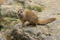 Mangoose fox