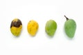 Mangos isolated on White. Royalty Free Stock Photo