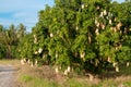 The mangos wrapped in a paper bag attached to the bugs on the tree Royalty Free Stock Photo