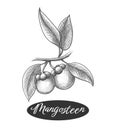 Mangosteen branch engraving