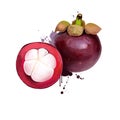 Mangosteen and cross section showing thick purple skin and white flesh of queen of friut. Mangosteen. purple mangosteen Garcinia