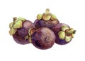 Mangosteen exotic fruit watercolor illustration. A group of tropical delicious organic Garcinia mangostana fruits. Healthy vegetar