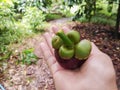 Mangosteen on the hand. Royalty Free Stock Photo