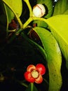 Mangosteen flower Royalty Free Stock Photo