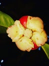 Mangosteen flower Royalty Free Stock Photo