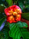 Mangosteen flower Royalty Free Stock Photo