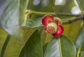 Mangosteen flower Royalty Free Stock Photo