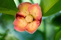 Mangosteen flower on a tree Royalty Free Stock Photo