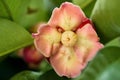 Mangosteen flower on a tree Royalty Free Stock Photo