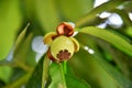 Mangosteen fruit in green young small condition, fresh on the tree