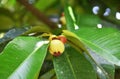 Mangosteen fruit in green young small condition, fresh on the tree