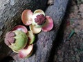 Mangosteen fruit in green young small condition,place the floor in the garden