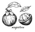 Mangosteen fruit isolated sketch. Hand drawn tropical fruit illustration. Vector exotic tropical purple mangosteen whole