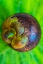 Mangosteen fruit outside top of stem and purple skin on green E