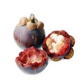 Mangosteen fruit rotten close up, mangosteen rot and cut peel half on white background, ripe mangosteen fruit waste
