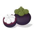 Mangosteen fruit vector