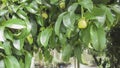 Mangosteen fruits hang on the tree