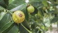 Mangosteen fruits hang on the tree