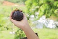 Mangosteen on girl`s hand Royalty Free Stock Photo
