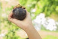 Mangosteen on girl`s hand Royalty Free Stock Photo