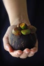Mangosteen in the hand Royalty Free Stock Photo