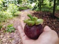 Mangosteen on the hand. Royalty Free Stock Photo