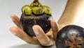 Mangosteen on hand/ Mangosteen isolated on white Royalty Free Stock Photo