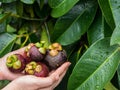 Mangosteen in hand