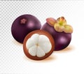 Mangosteen isolated on transparent background. Two whole queen fruits and one half as package design elements. Quality