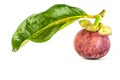 Mangosteen with leaf