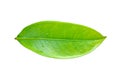 Mangosteen leaf.