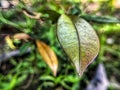 a mangosteen leaf