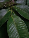 Mangosteen leaf wet in the rain