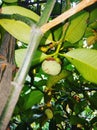 Mangosteen