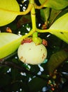 Mangosteen