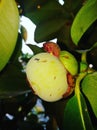 Mangosteen