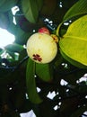 Mangosteen