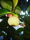 Mangosteen