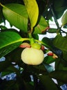 Mangosteen