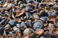 Mangosteen shell sunlight drying process