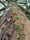 Mangosteen tree bark