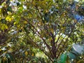 mangosteen tree bearing fruit